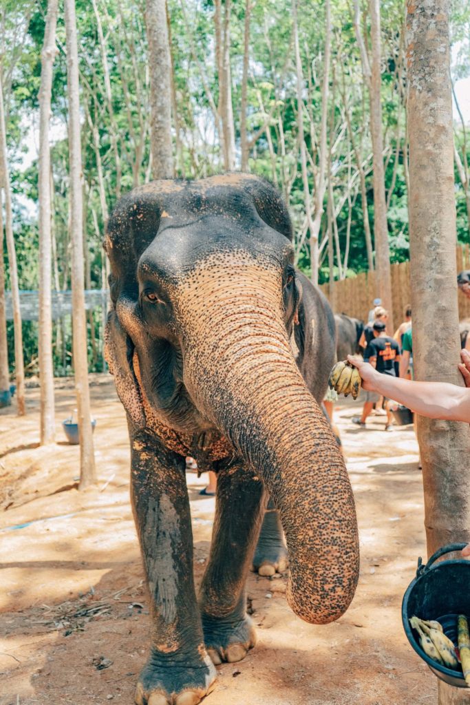 BigMangoLife - Khao Sok Elephants