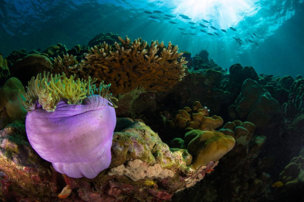 BigMangoLife - Koh Lipe Diving